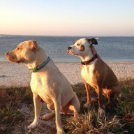 Titus the Rescue Mascot from Ambassadof Barkery has been voted the best mascot on Long Island!